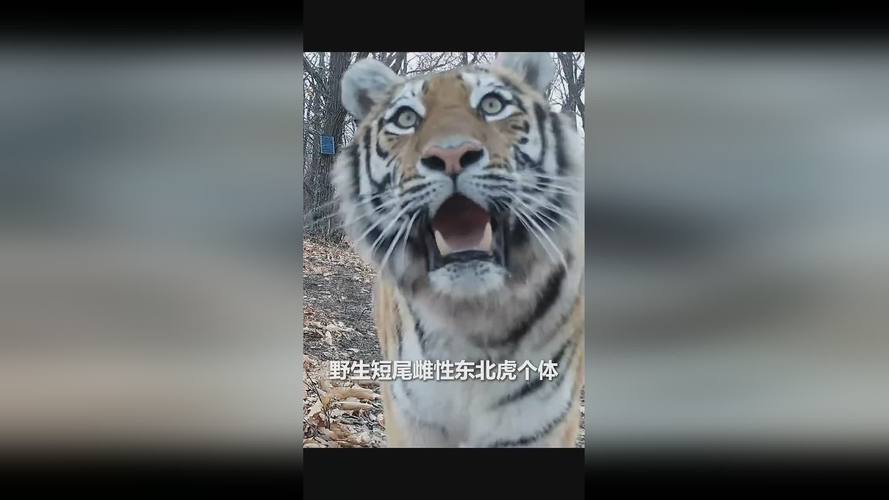 “完达山一号”或已“脱单”,红外相机拍到新动向