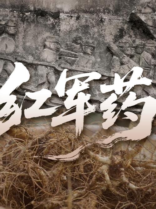 从战地草药到富民产业 禄劝中药材焕发新生