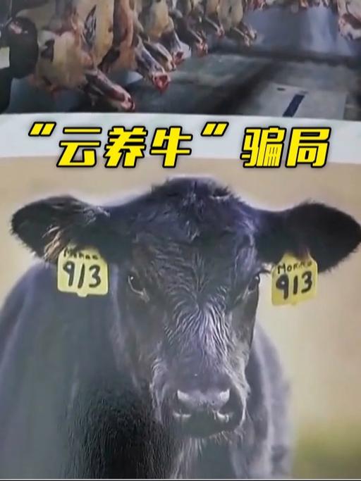 央视起底“云养牛”骗局：高收益背后藏非法集资