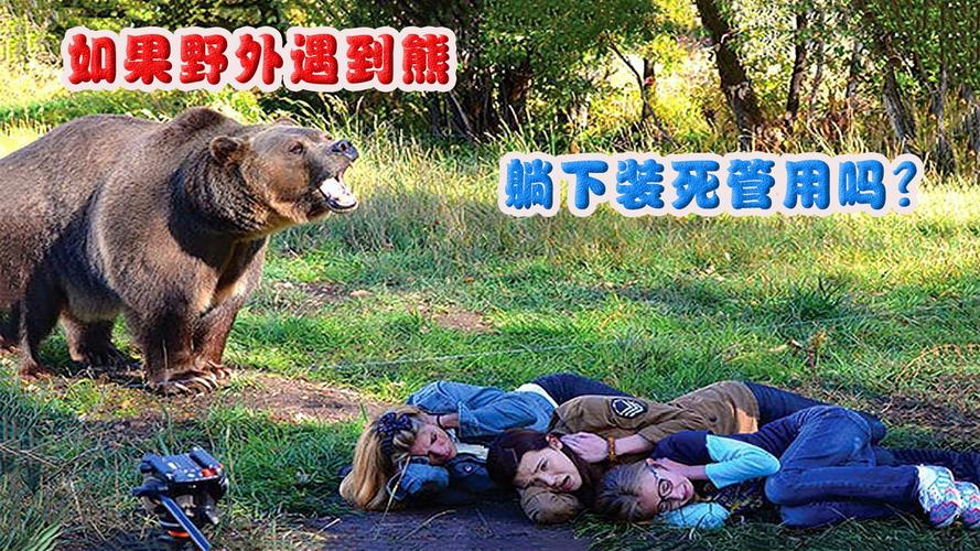 黑熊被装置卡脖?动物园称在装死休息