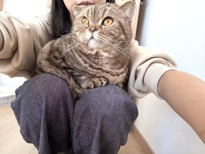 长假上门喂猫需求旺 兼职者13天收入2.2万
