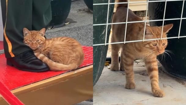 天安门站岗小橘猫被收为故宫猫