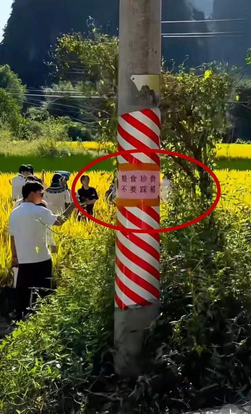 游客踩踏农田拍照引关注