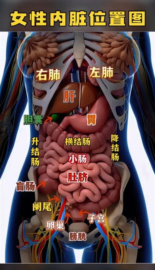 21岁女生五脏六腑全长反 镜面人换心手术引关注