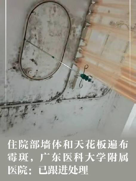 广东医科大学附属医院病房现大片霉斑