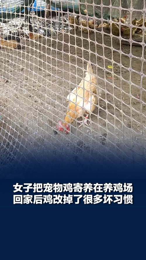 女子长假将宠物鸡寄养养鸡场引热议