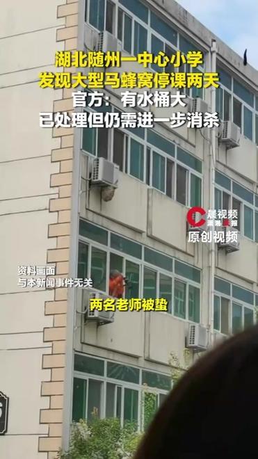 湖北一小学发现大型马蜂窝 停课两天除隐患