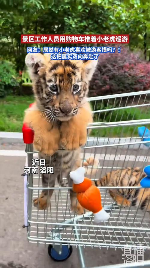 河南一景区小老虎趴购物车巡游引围观