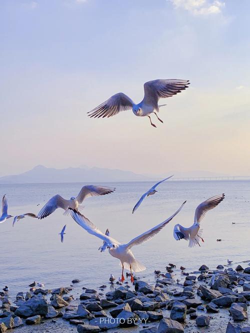 海鸥为何频频出现在城市与海边