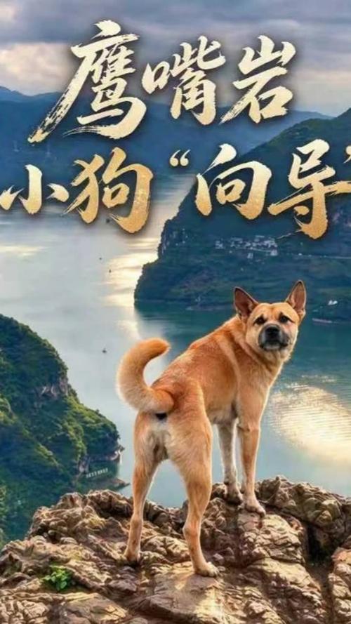 湖北小狗多多成鹰嘴岩徒步向导