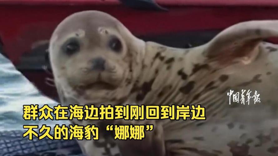 斑海豹“娜娜”两度重返大长山岛引关注