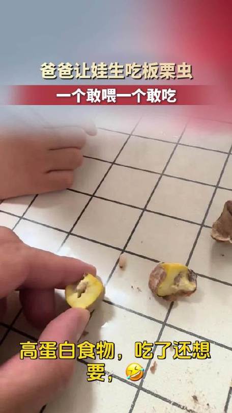 爸爸称板栗虫高蛋白哄女儿生吃