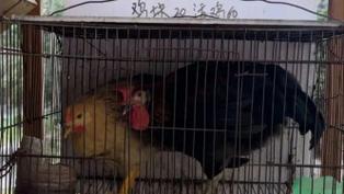 活体投喂为何总有人叫好