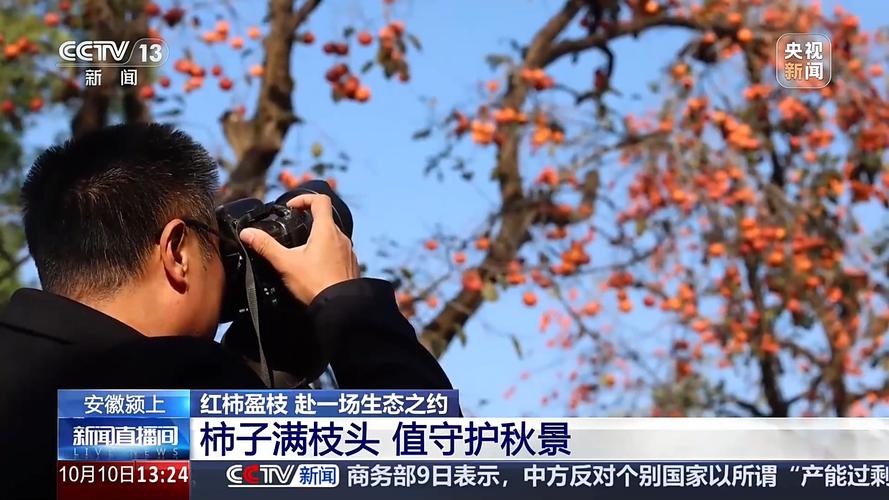 城市里的柿子不能摘 要留给小鸟吃